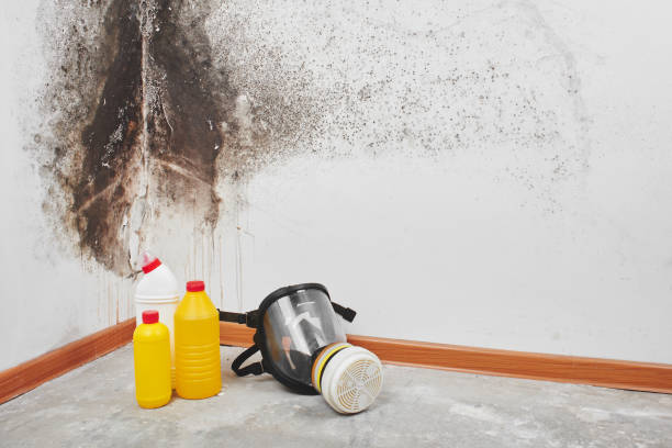 Best Residential Mold Remediation in East Douglas, MA