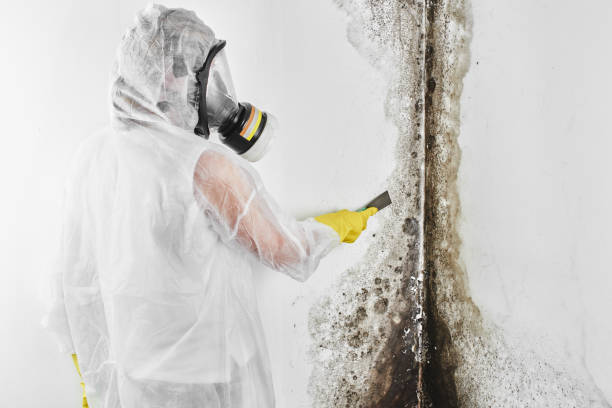 Best Health and Safety Mold Remediation in East Douglas, MA