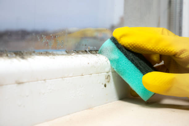 Best Post-Flood Mold Remediation in East Douglas, MA