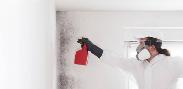 Best Commercial Mold Remediation in East Douglas, MA