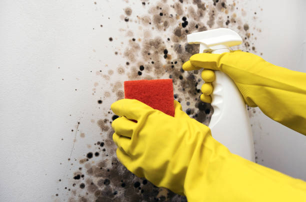 Best Residential Mold Remediation in East Douglas, MA