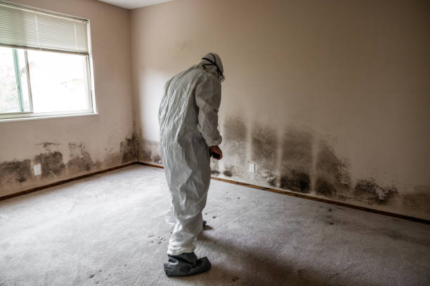 Best Basement Mold Remediation in East Douglas, MA