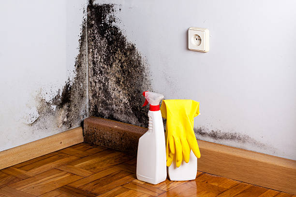 Best Basement Mold Remediation in East Douglas, MA
