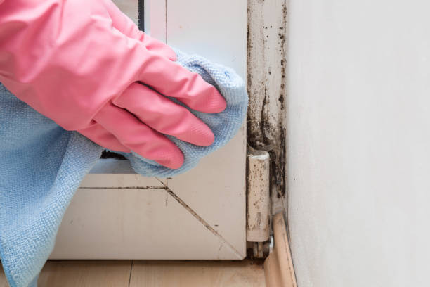Best Bathroom Mold Remediation in East Douglas, MA