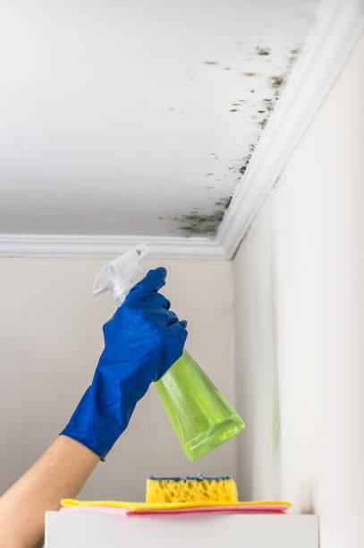 Best Mold Remediation for Schools in East Douglas, MA