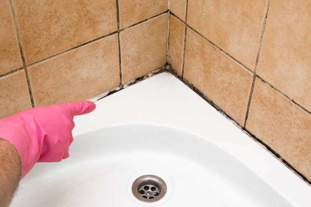 Best Preventive Mold Services in East Douglas, MA